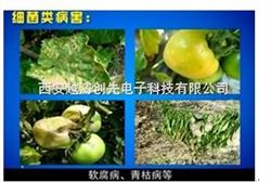 YT00931植物病害快速诊断仪/植物病害检测仪