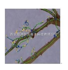 根系分析系统